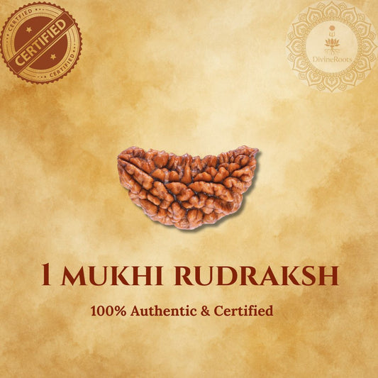 1 Mukhi Rudraksh on a beige background with certification logos.