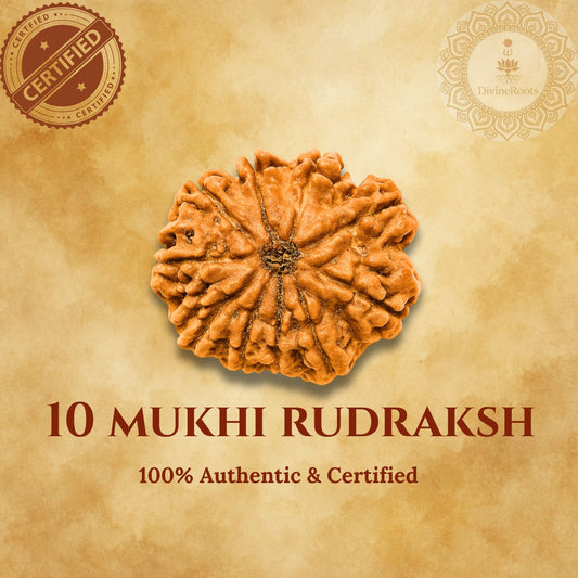 10 Mukhi Rudraksh on a beige background with certification logos.