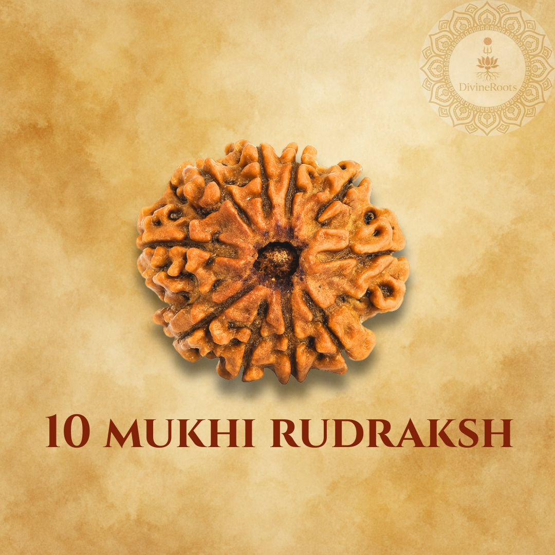 10 Mukhi Rudraksh on a beige background with a brand logo.