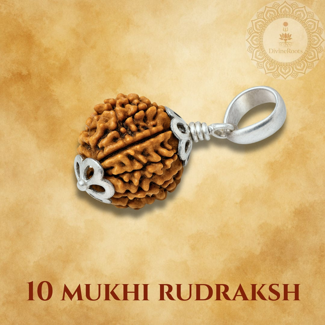 10 Mukhi Rudraksh pendant with silver loop on a beige background
