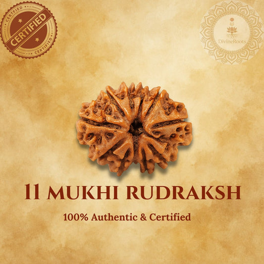 11 Mukhi Rudraksh on a beige background with certification logos.