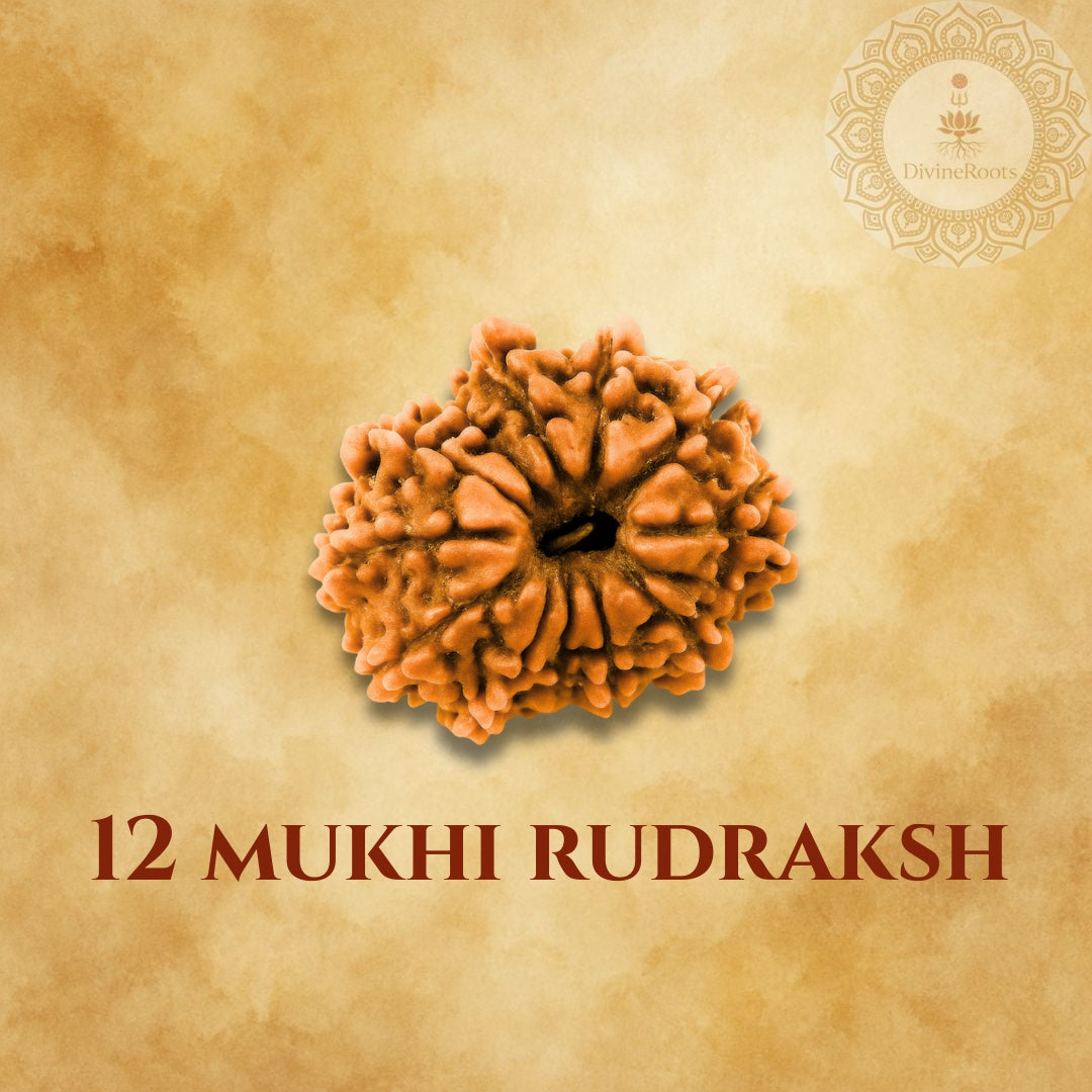 12 Mukhi Rudraksh on a beige background with a brand logo.