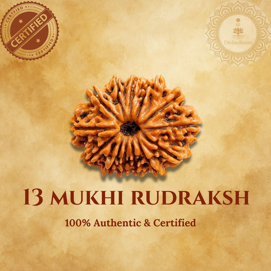 13 Mukhi Rudraksh on a beige background with certification logos.