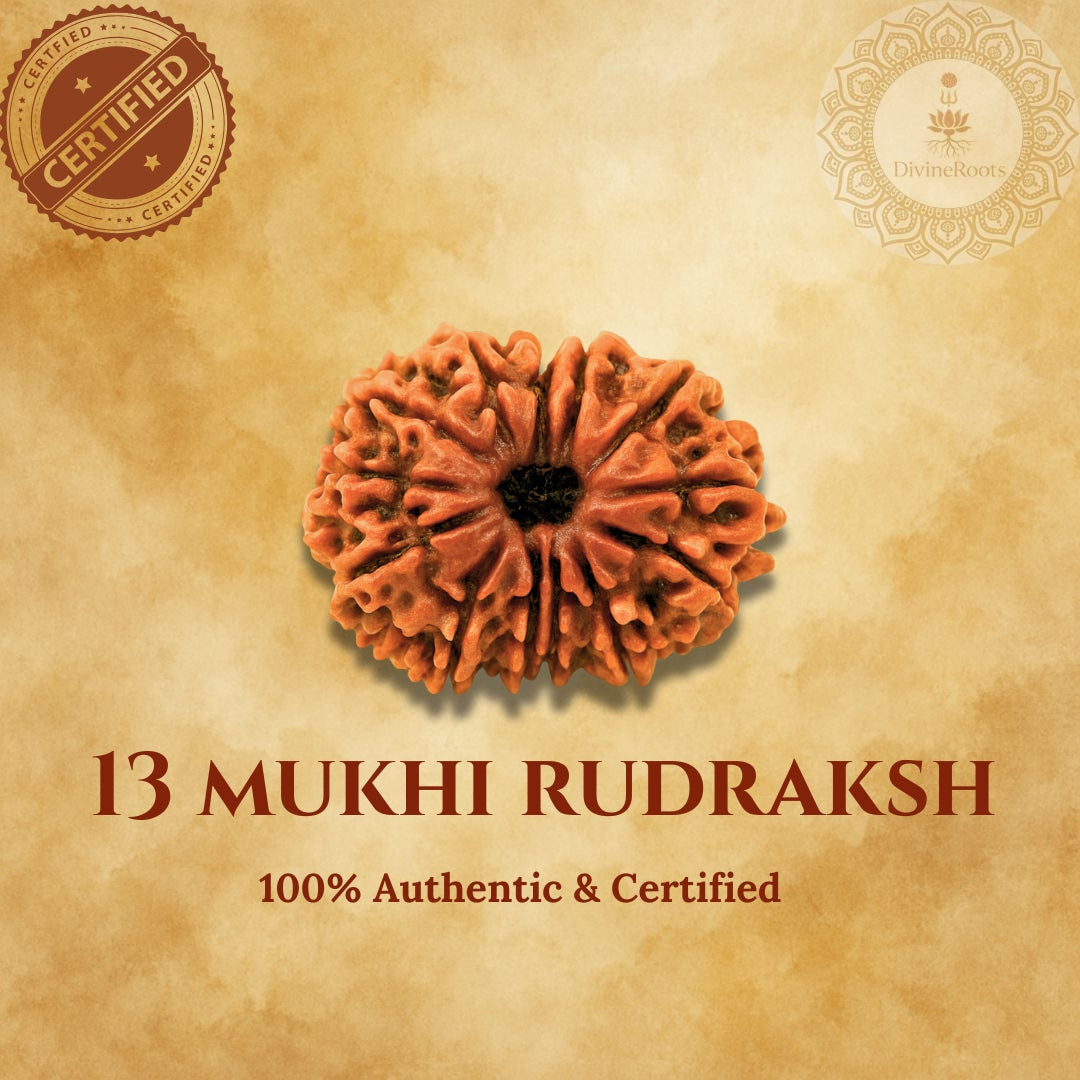 13 Mukhi Rudraksh on a beige background with certification logos.