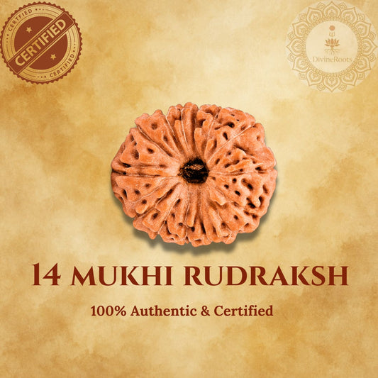 14 Mukhi Rudraksha Indonesian with certification badge on a beige background