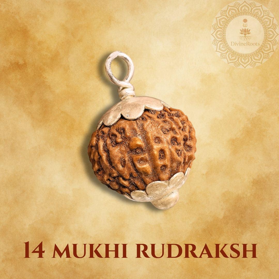 14 Mukhi Rudraksh pendant on a beige background with 'Divine Beads' logo.
