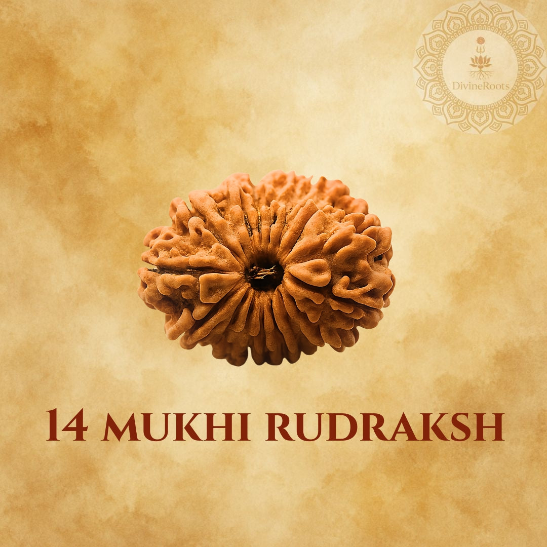 14 Mukhi Rudraksh on a beige background with a brand logo.