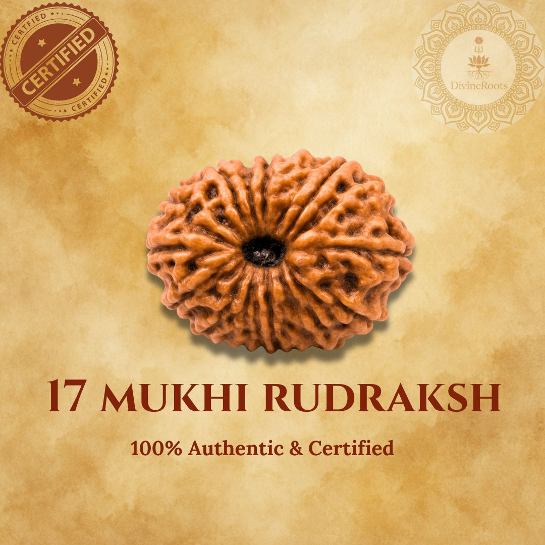 17 Mukhi Rudraksh on a beige background with certification logos.