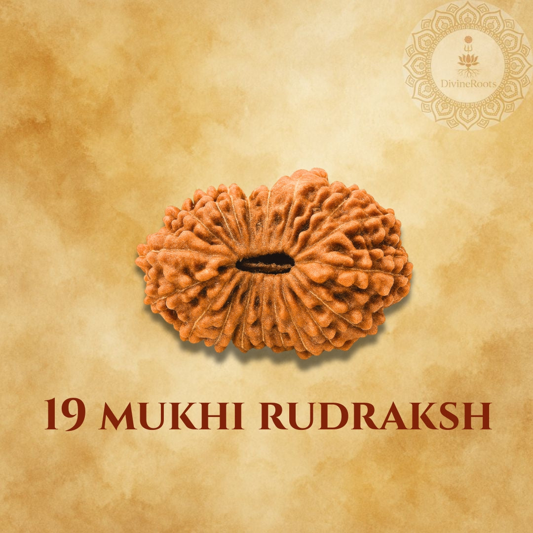 19 Mukhi Rudraksh on a beige background with a logo in the corner
