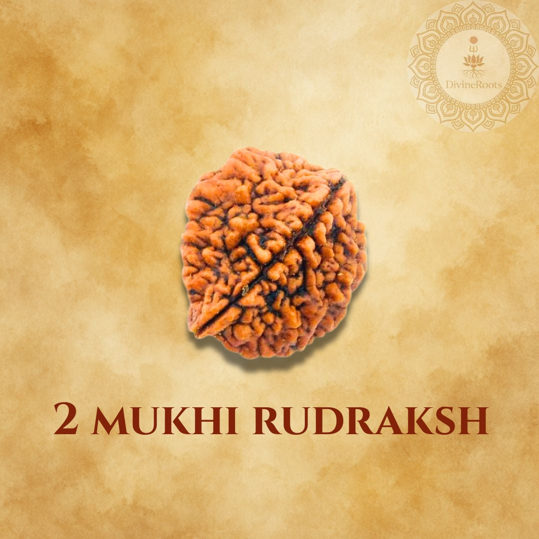 Two Mukhi Rudraksh on a beige background with a brand logo.