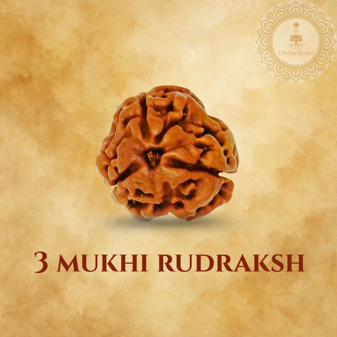 Three- faced Rudraksh on a beige background with '3 Mukhi Rudraksh' text.