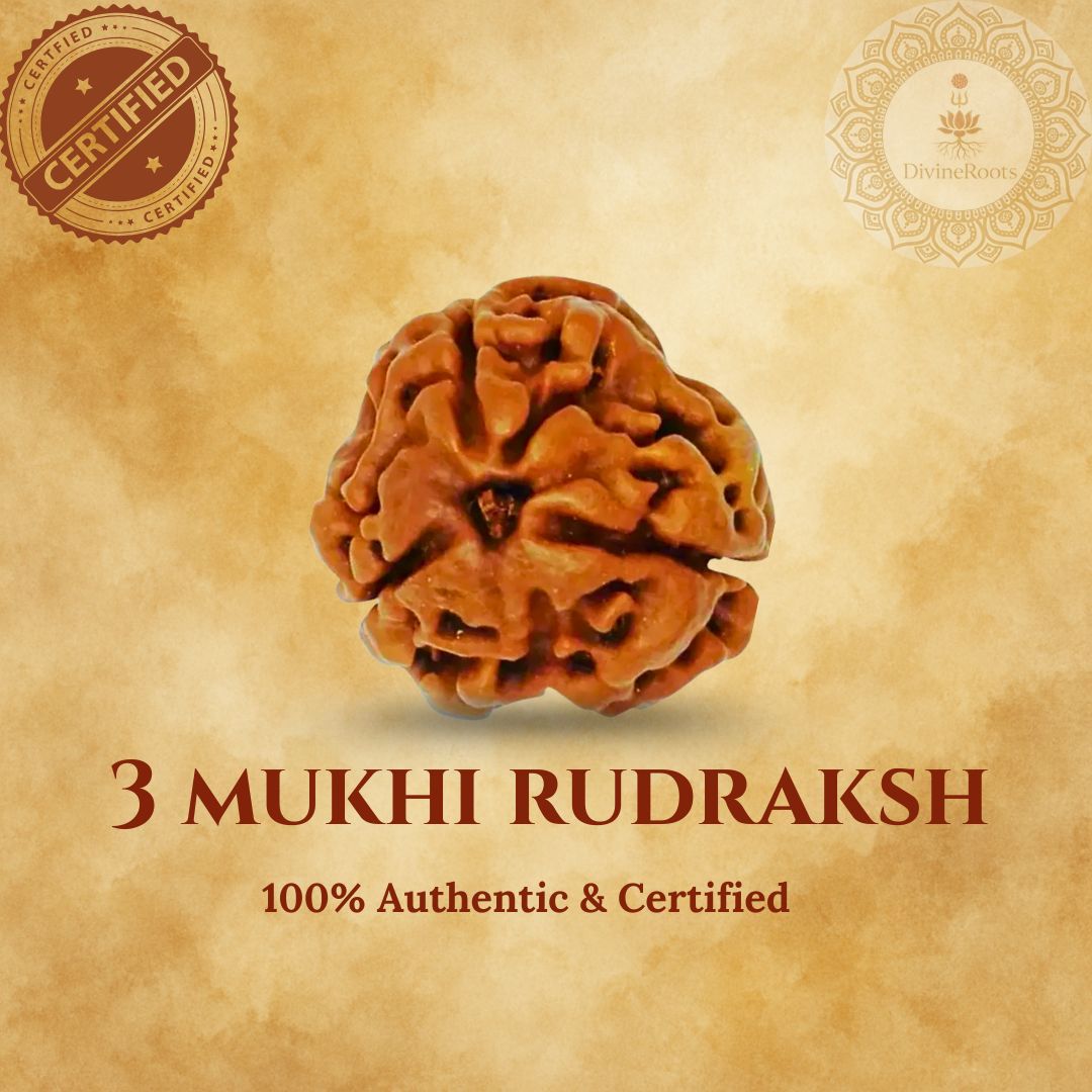 Three Mukhi Rudraksh on a beige background with certification logos.