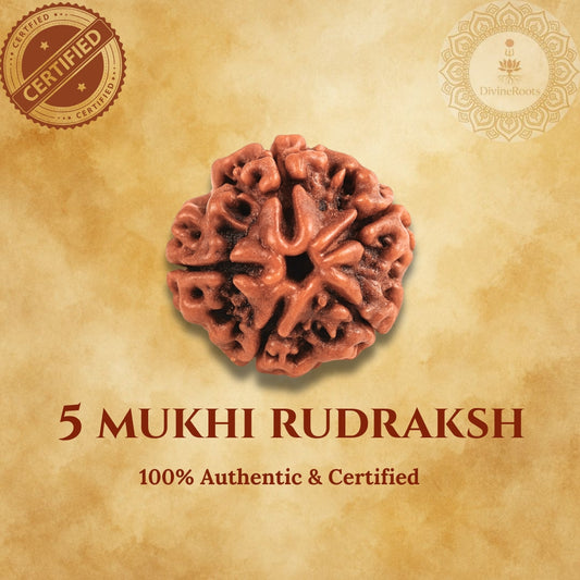 5 Mukhi Rudraksha Indonesian with certificate
