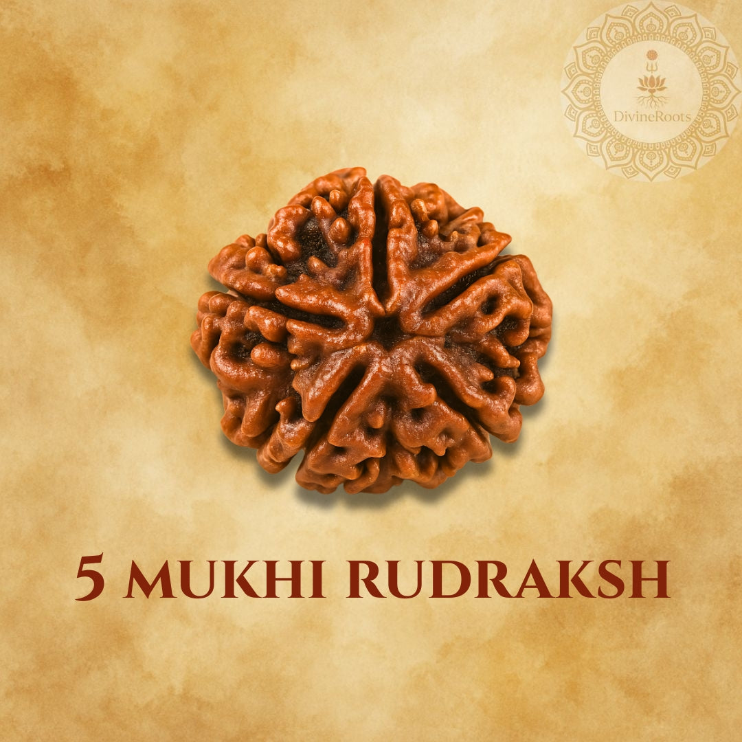 Five-armed Rudraksh on a beige background with '5 Mukhi Rudraksh' text.