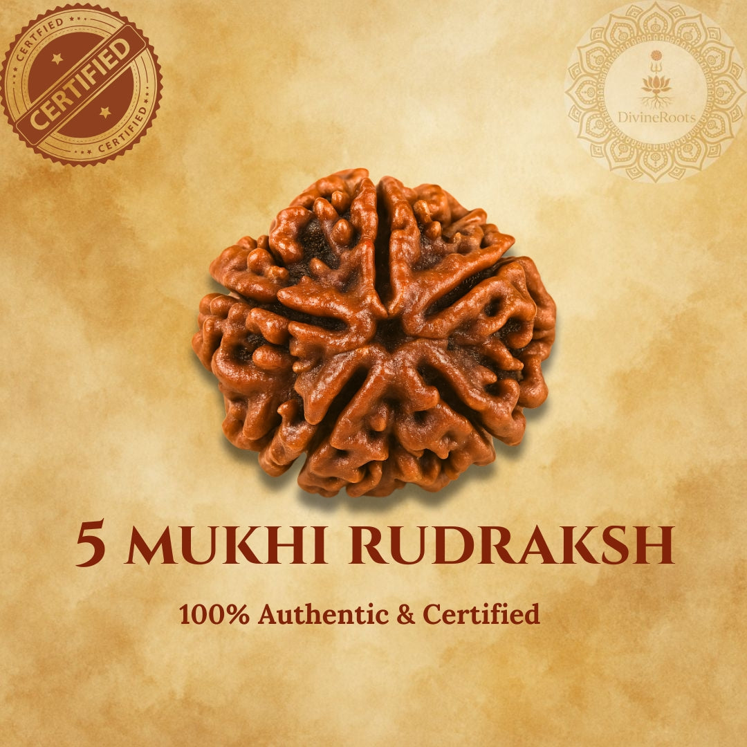 Five-faceted Rudraksh stone with certification seal on a beige background