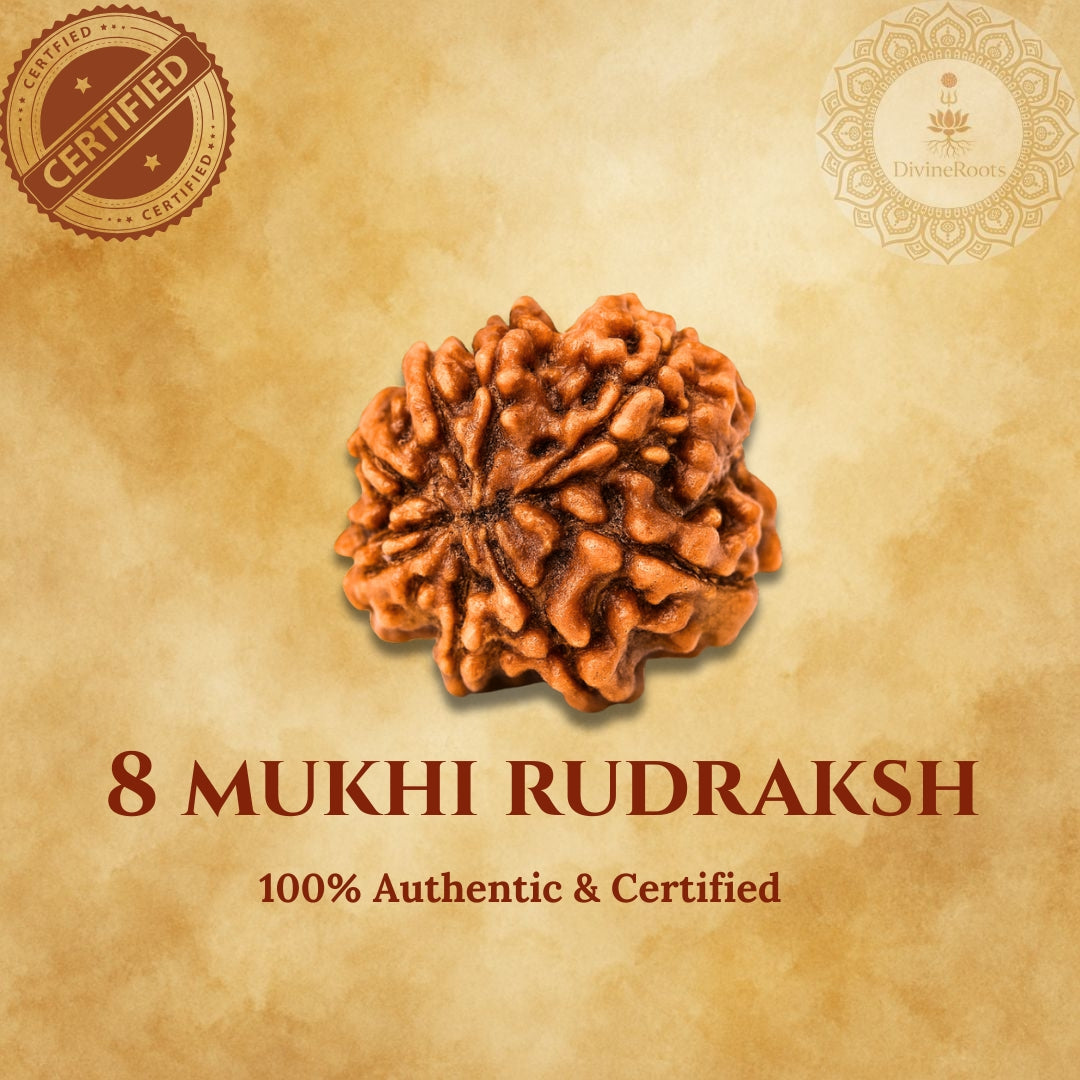 8 Mukhi Rudraksh on a beige background with certification logos.