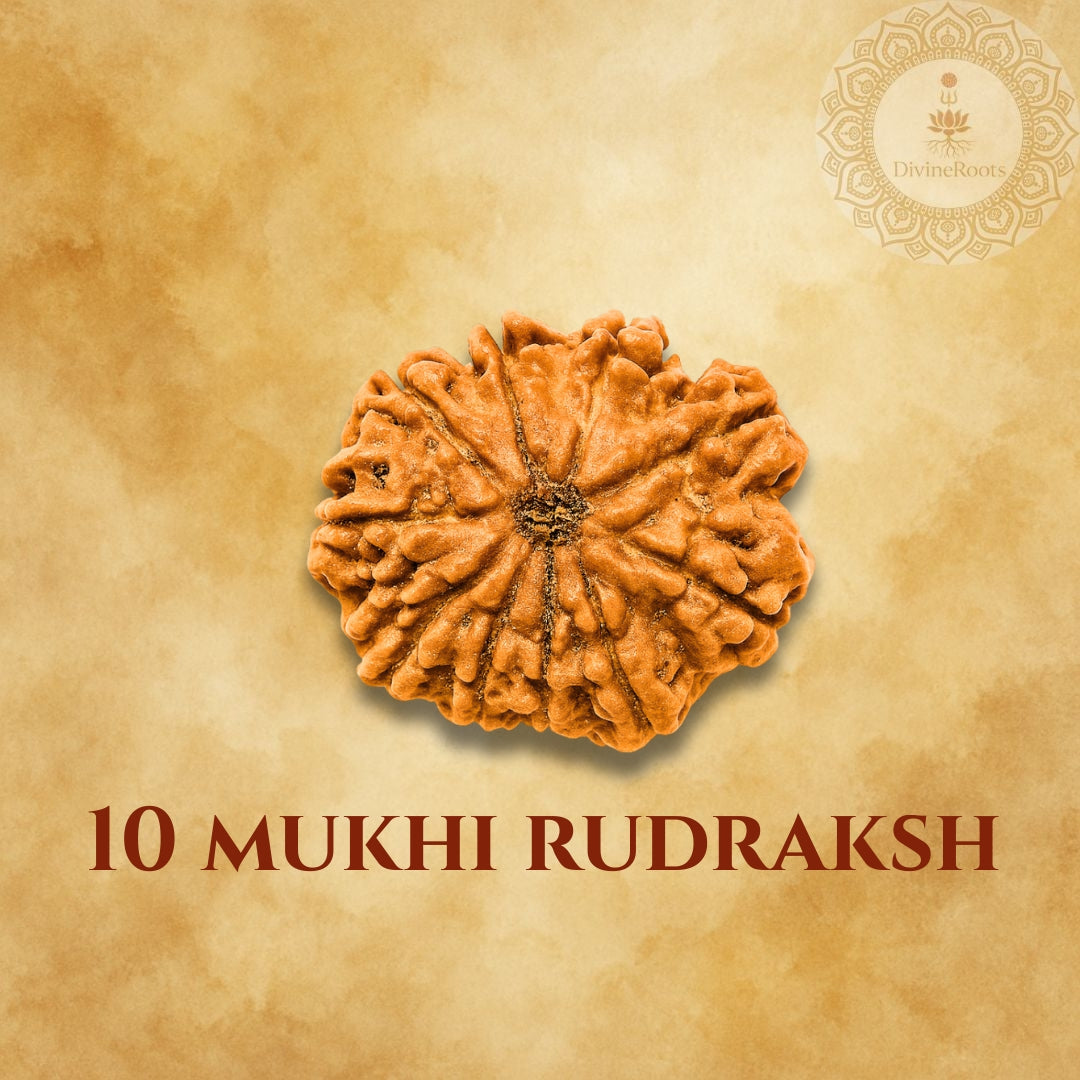 10 Mukhi Rudraksh on a beige background with a brand logo.