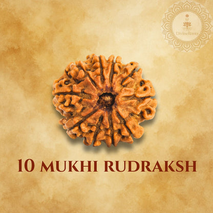 10 Mukhi Rudraksh on a beige background with a brand logo.