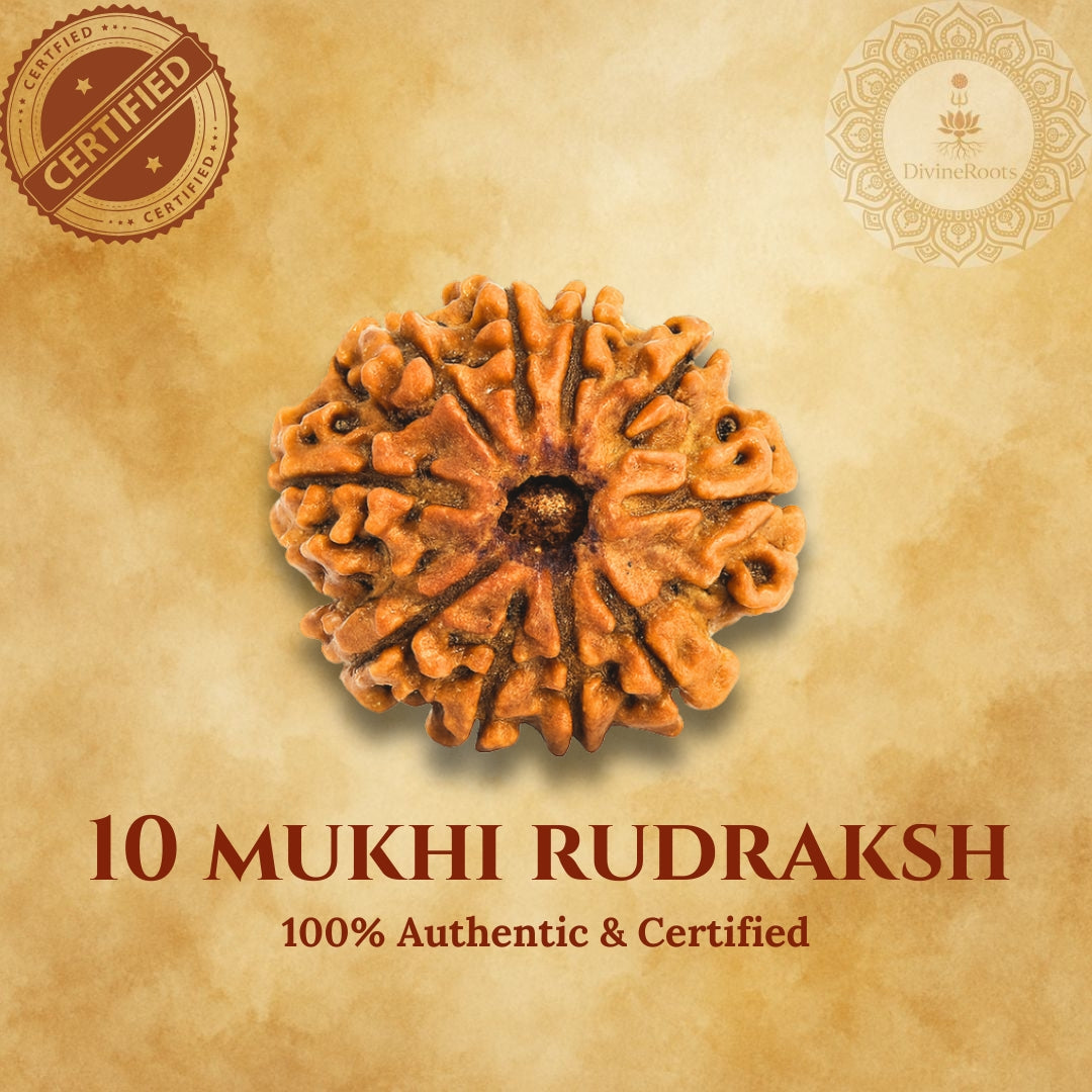 10 Mukhi Rudraksh on a beige background with certification logos.