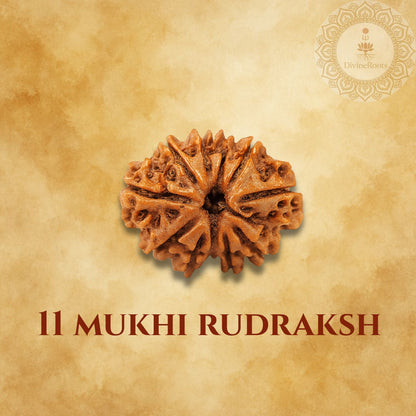 11 Mukhi Rudraksh on a beige background with a logo in the corner