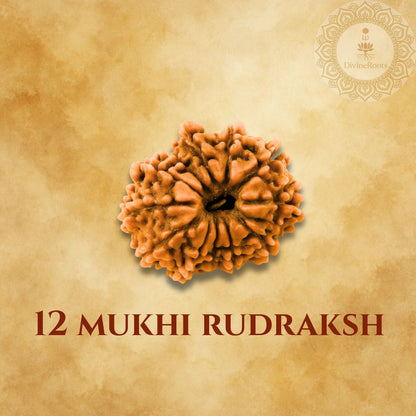 12 Mukhi Rudraksh on a beige background with a brand logo.