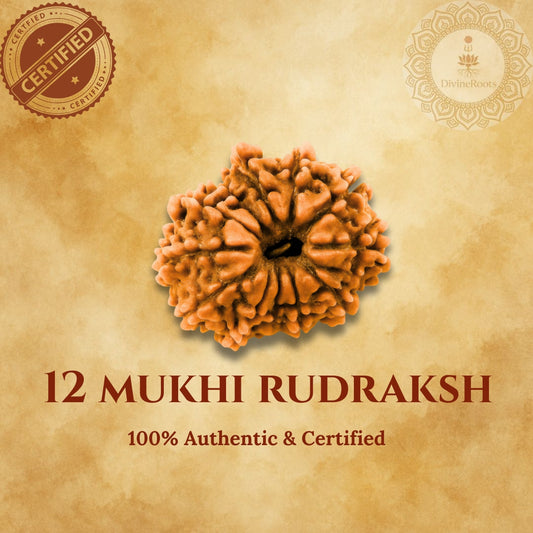 12 Mukhi Rudraksh stone with certification logos on a beige background