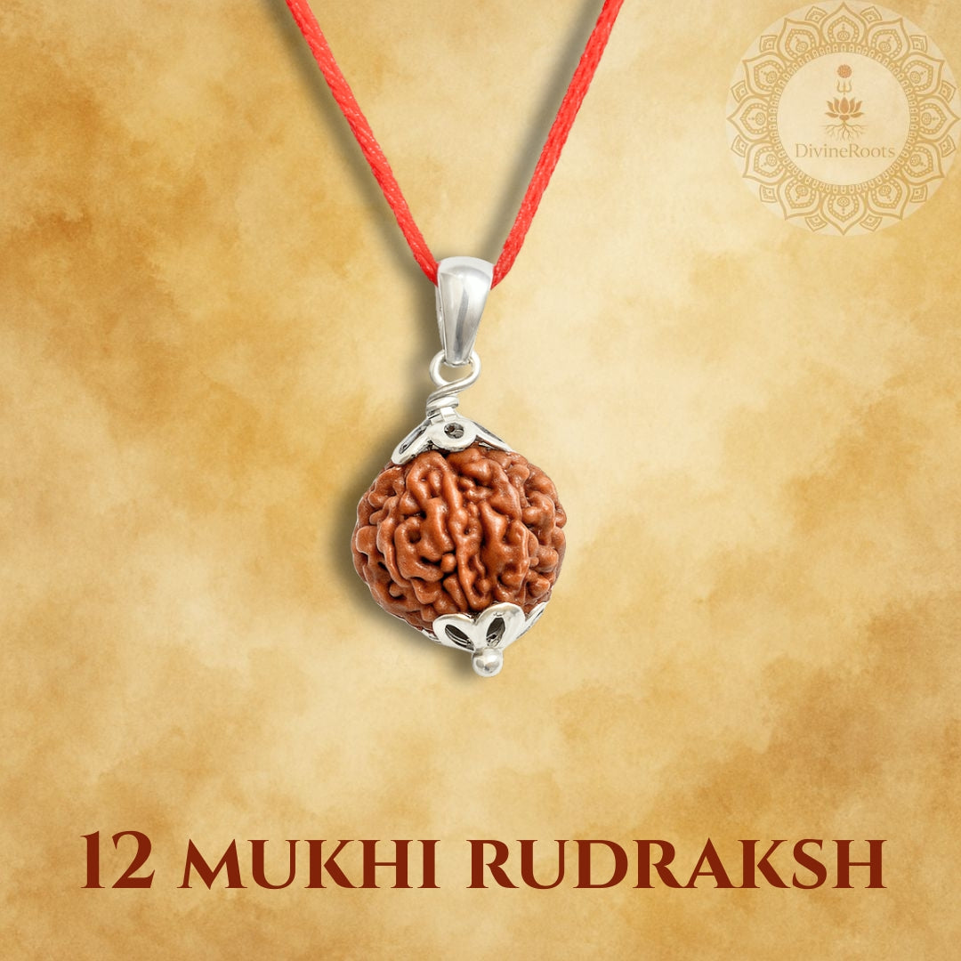 12 Mukhi Rudraksh pendant on a red string with a gold background
