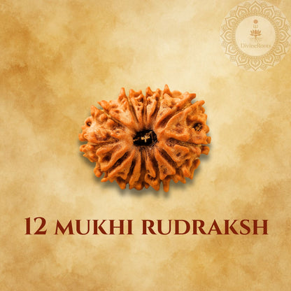 12 Mukhi Rudraksh on a beige background with a logo in the corner