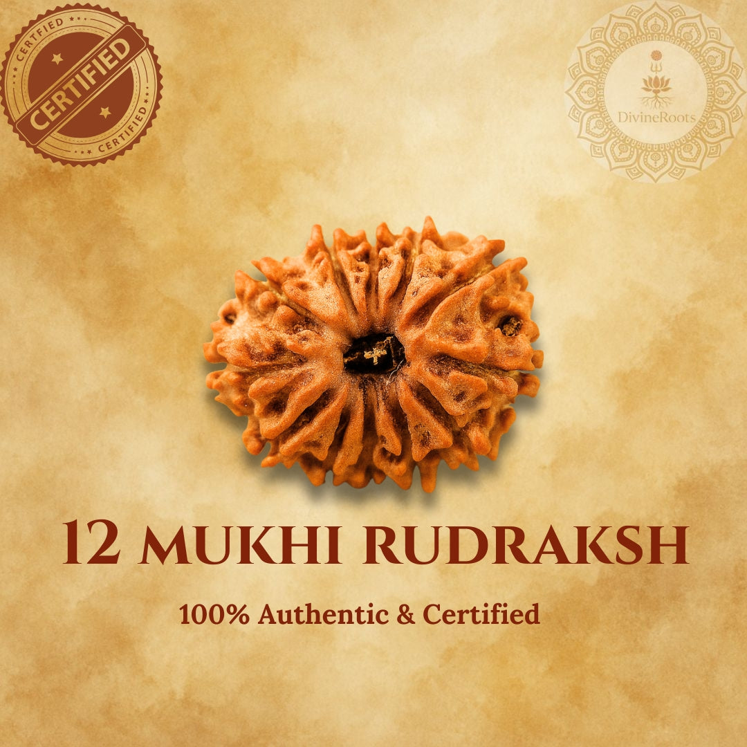 12 Mukhi Rudraksh on a beige background with certification logos.