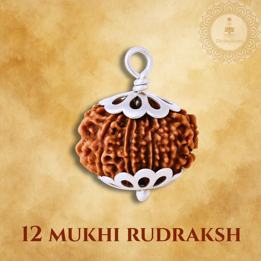 12 Mukhi Rudraksh pendant on a beige background with 'Divine Store' logo.
