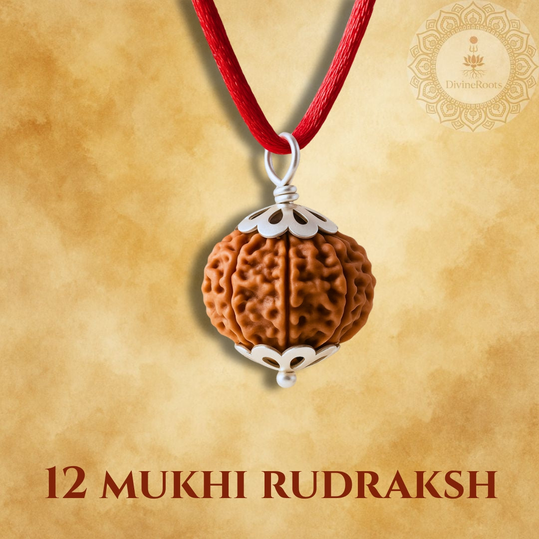 12 Mukhi Rudraksh pendant with red cord on a beige background