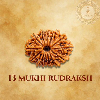 13 Mukhi Rudraksh on a beige background with a logo in the corner