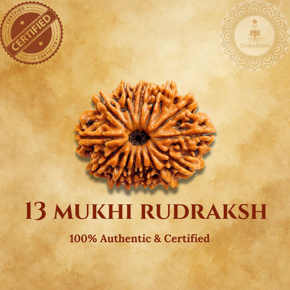 13 Mukhi Rudraksh on a beige background with certification logos.