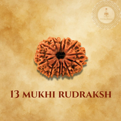 13 Mukhi Rudraksh on a beige background with a logo in the corner