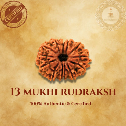 13 Mukhi Rudraksh on a beige background with certification logos.