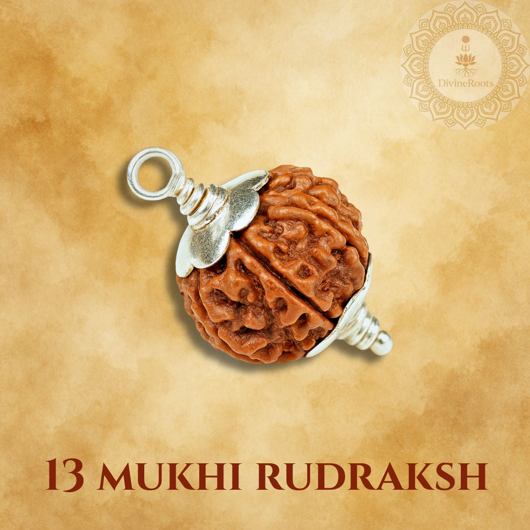 13 Mukhi Rudraksh pendant on a beige background with 'Divine Store' logo.
