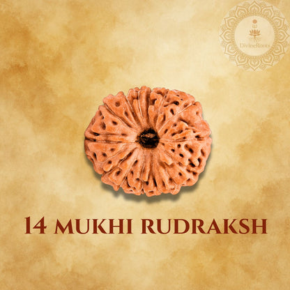 14 Mukhi Rudraksh on a beige background with a logo in the corner