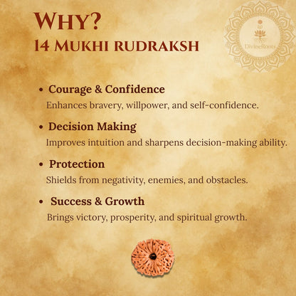 Promotional graphic for 14 Mukhi Rudraksh with benefits listed on a textured background.
