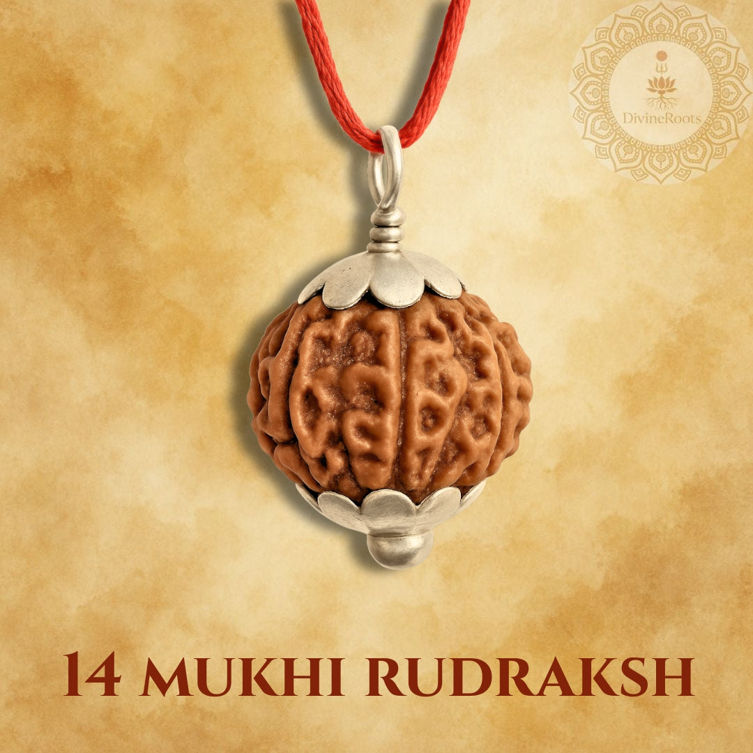 14 Mukhi Rudraksh pendant with silver cap on a red cord against a beige background