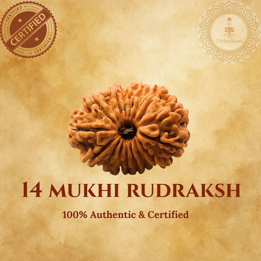 14 Mukhi Rudraksh with certification badges on a beige background