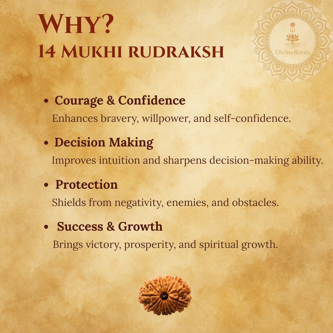 14 Mukhi Rudraksh benefits on a textured brown background with Rudraksh seed illustration.