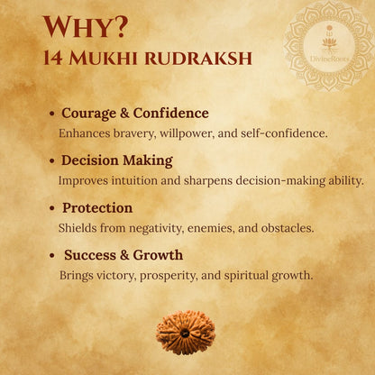 14 Mukhi Rudraksh benefits on a textured brown background with Rudraksh seed illustration.