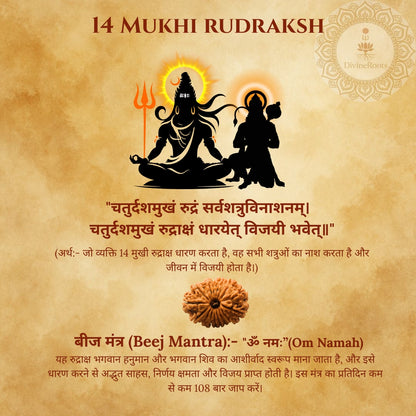 14 Mukhi Rudraksh with Shiva and Parvati on a textured background