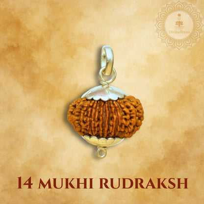 14 Mukhi Rudraksh pendant with silver and gold accents on a beige background