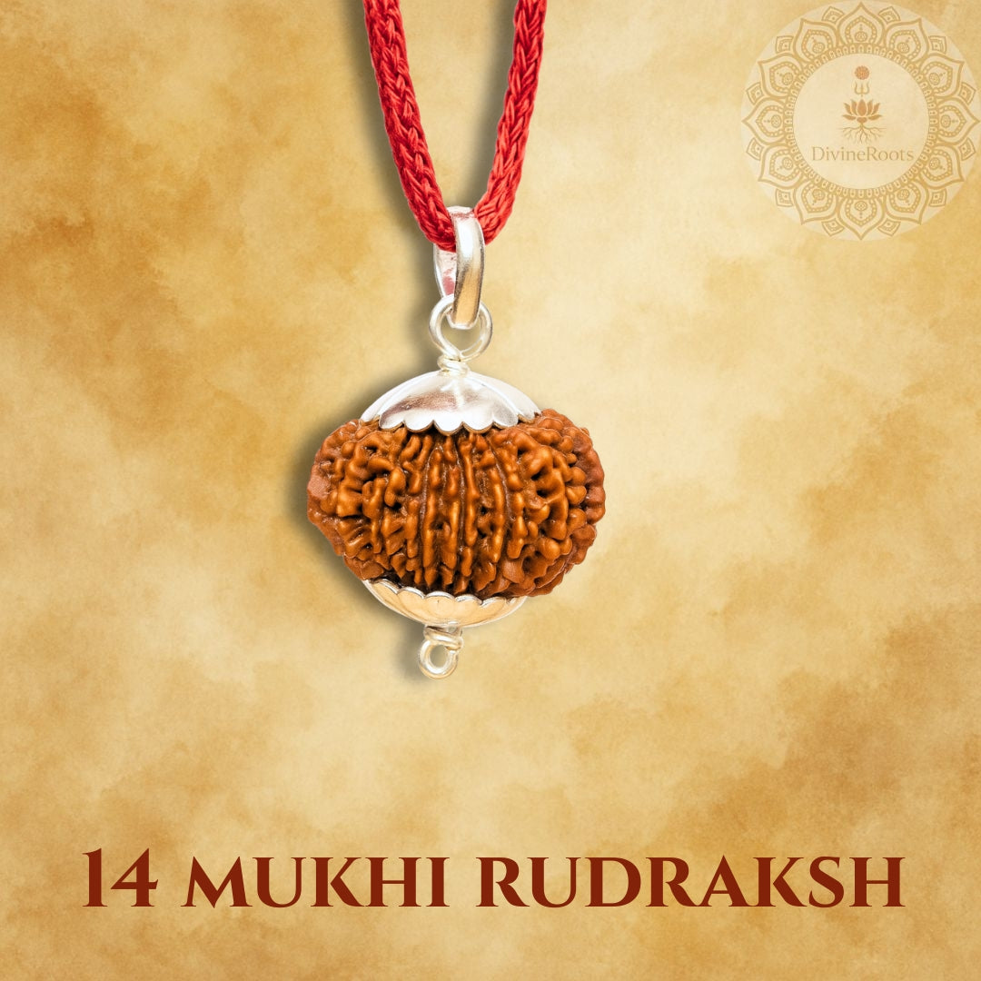 14 Mukhi Rudraksh pendant on a red string with a gold background