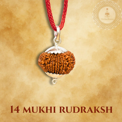 14 Mukhi Rudraksh pendant on a red string with a gold background