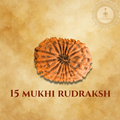 15 Mukhi Rudraksh on a beige background with a brand logo.