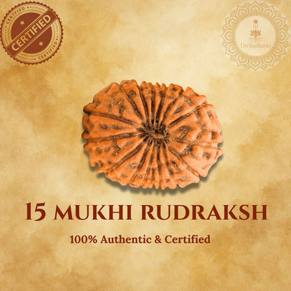 15 Mukhi Rudraksh stone with certification on a beige background