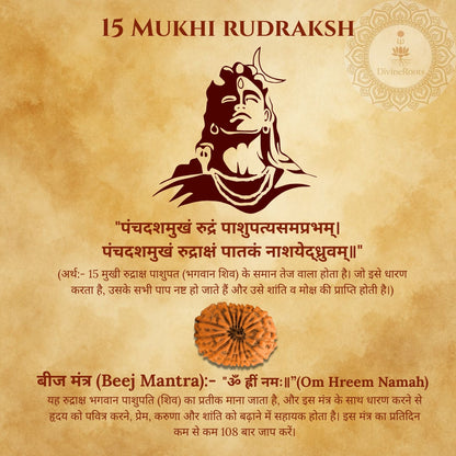 15 Mukhi Rudraksh with Lord Shiva illustration on a textured brown background