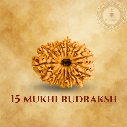 15 Mukhi Rudraksh on a beige background with a brand logo.